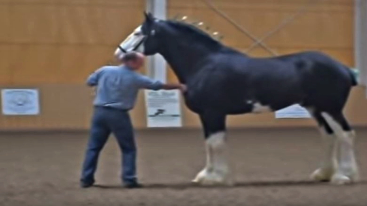 Majestic Clydesdale in motion