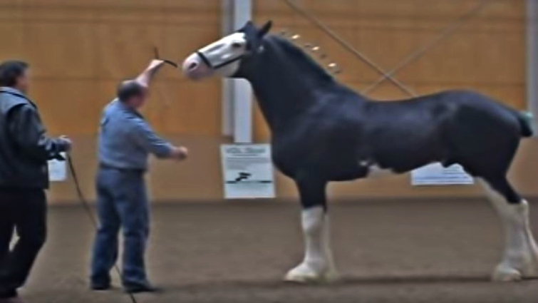 Black Clydesdale horse details