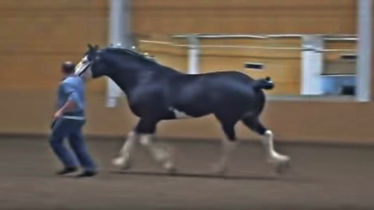 Clydesdale horse prancing proudly