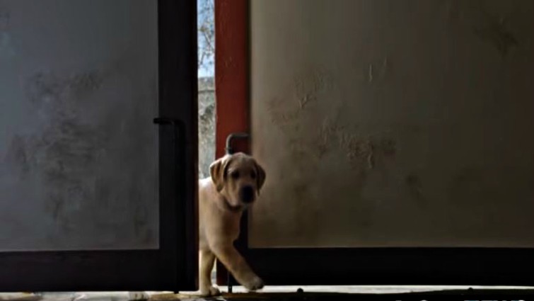 Budweiser Clydesdale commercial