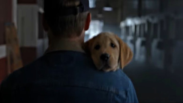 Budweiser Clydesdale emotional scene