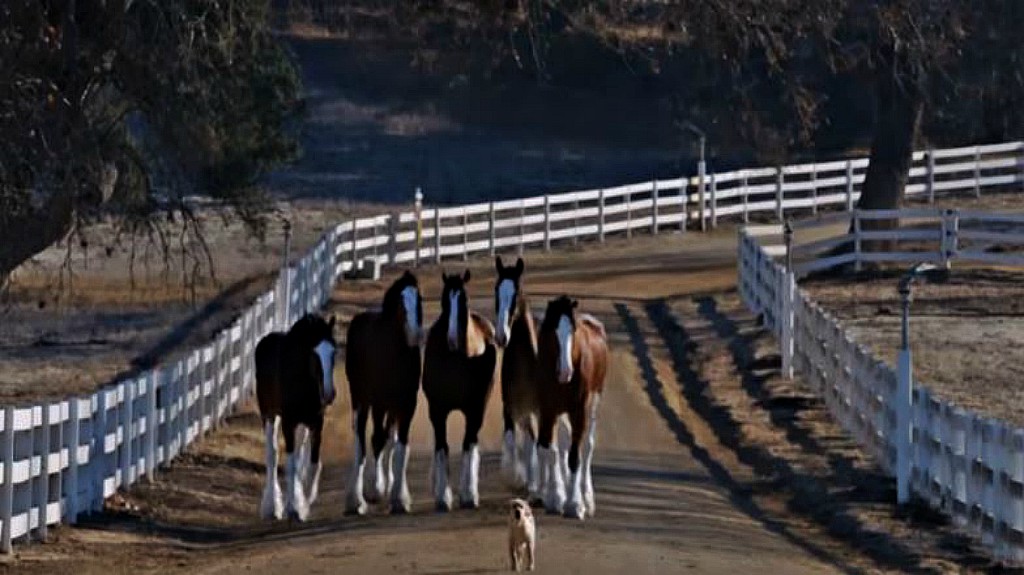 Budweiser Clydesdale and puppy