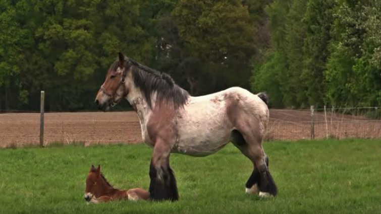 Young boy caring for Belgian Draft foal