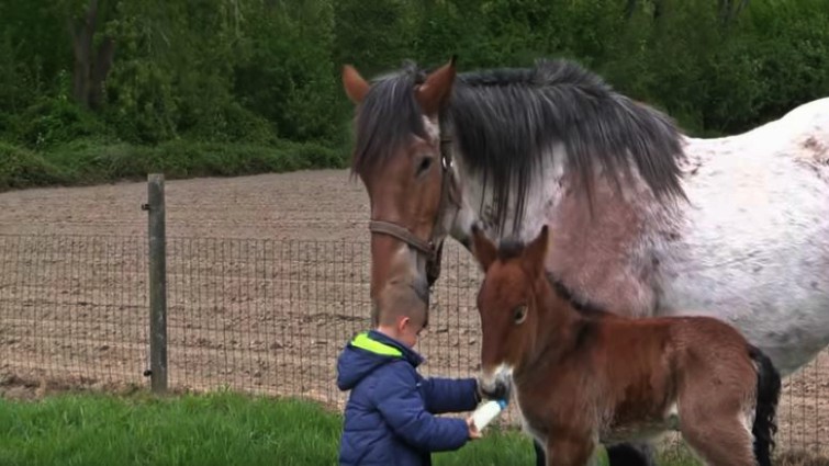 Mare watching her foal with boy