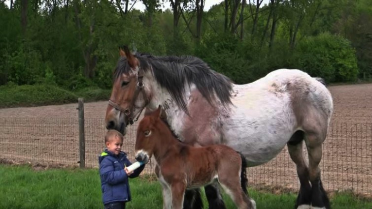 Foal drinking from bottle