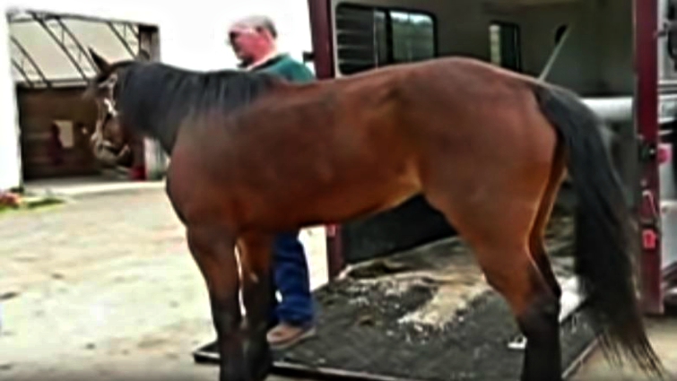 Roxie the horse during recovery
