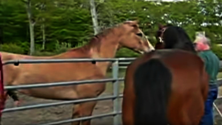 Quinn greeting Roxie at the fence
