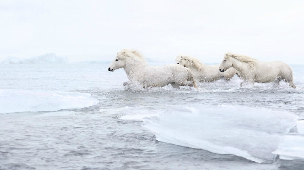 Icelandic horse in natural landscape