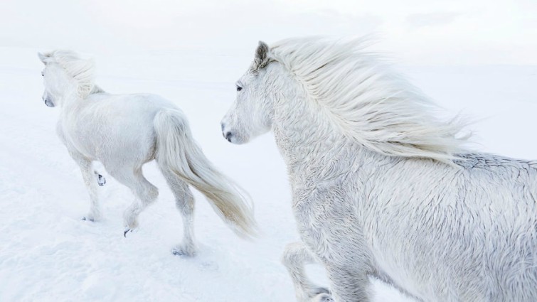 Icelandic horse portrait