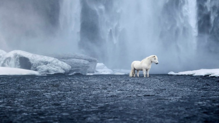Icelandic horses in group