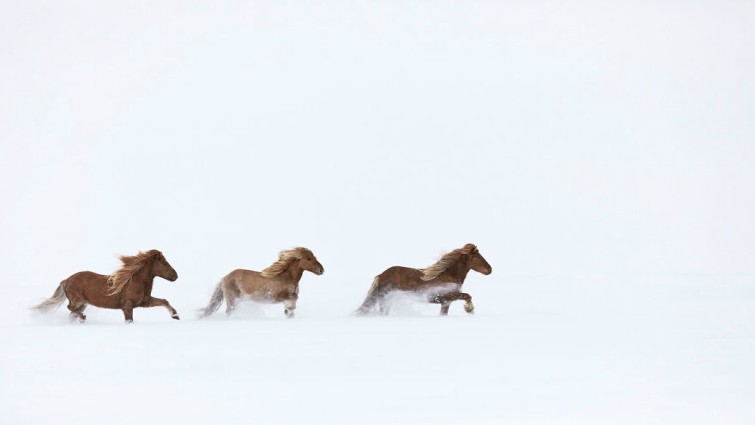 Icelandic horse in Iceland landscape