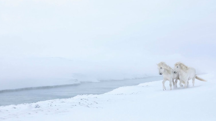 Icelandic horse close-up