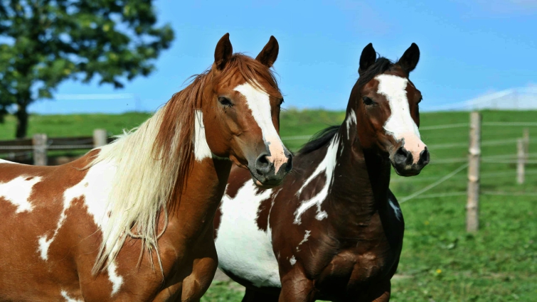 American Paint Horse with distinctive markings
