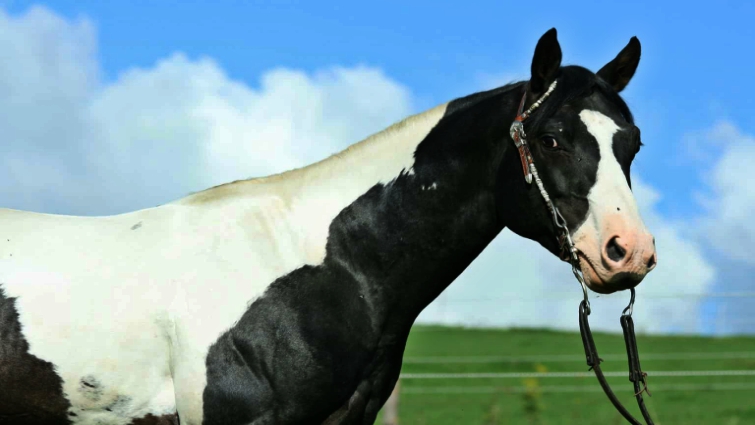 Paint Horse displaying unique coat pattern