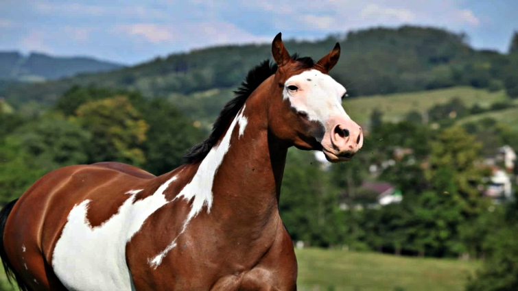 Closeup of Paint Horse markings