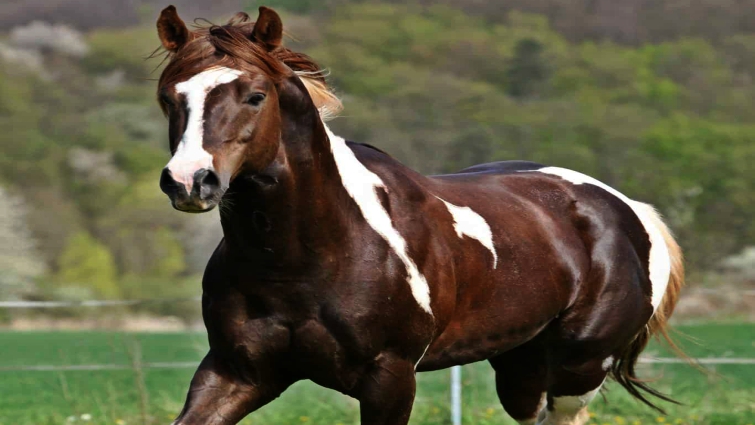 Beautiful American Paint Horse in motion