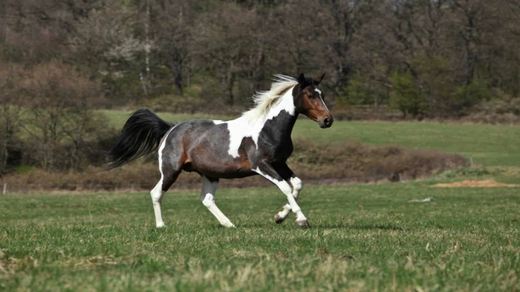 Majestic Paint Horse portrait