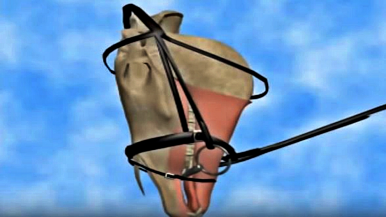 Horse showing bit avoidance behavior