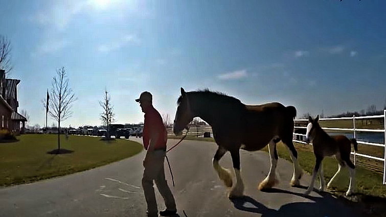 Budweiser Clydesdales foal