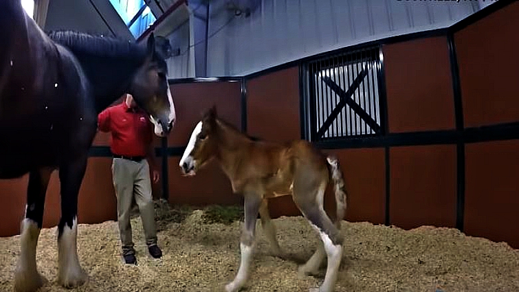 Young Budweiser Clydesdale foal in pasture