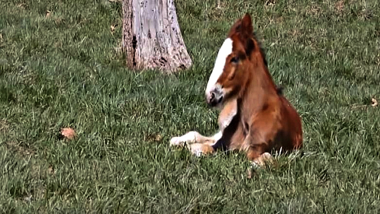 Budweiser Clydesdales team