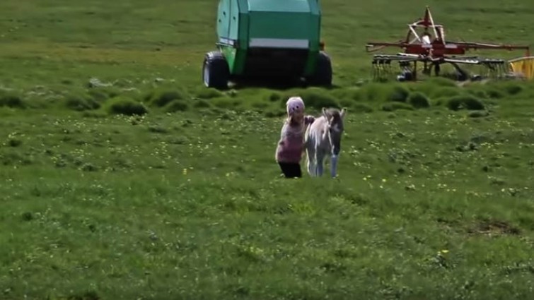 Little girl and foal friendship