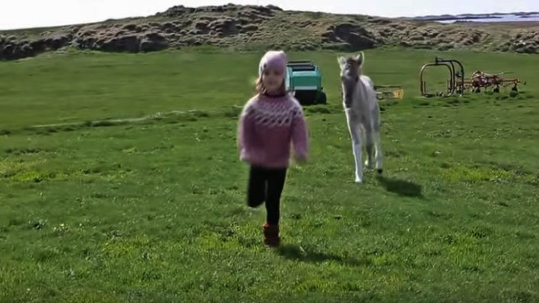 Foal and child tender moment