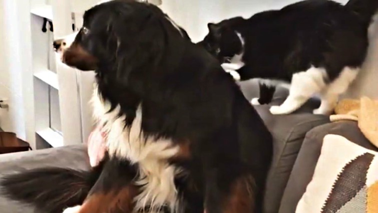 Dog and cat sibling bond