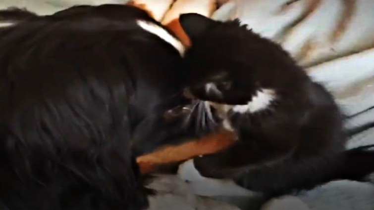 Dog and cat playing together