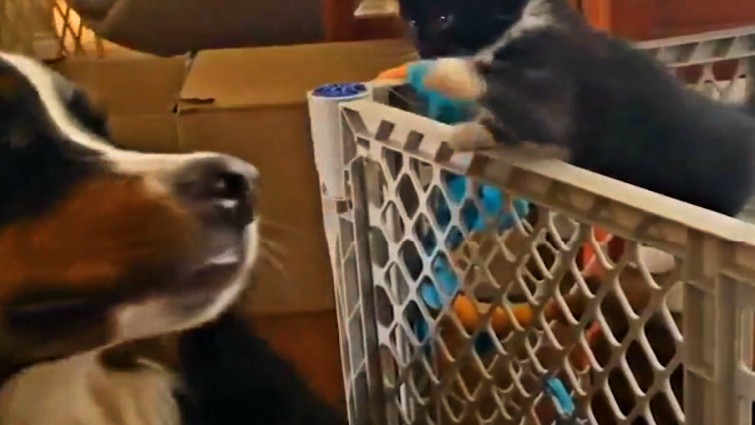 Cute dog and cat moment