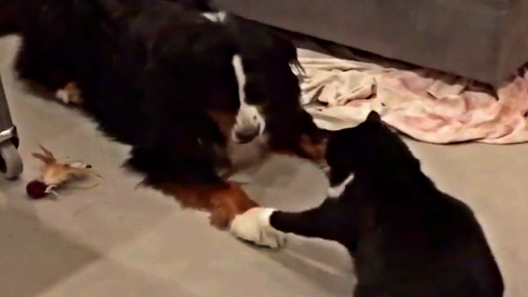 Dog and cat cuddling
