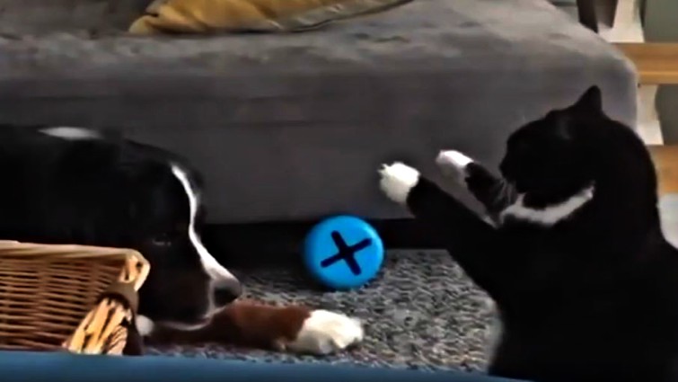 Dog and cat bond