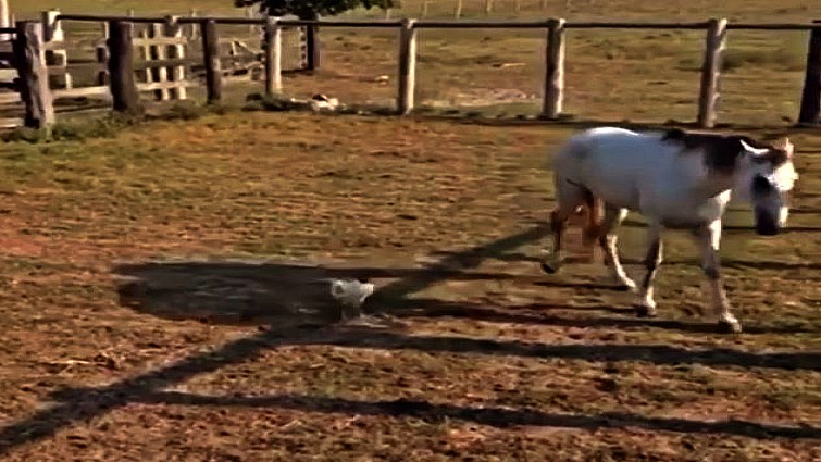 Rooster confronting horse