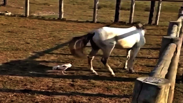 Rooster and horse face-off