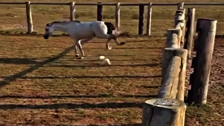 Intense moment between rooster and horse