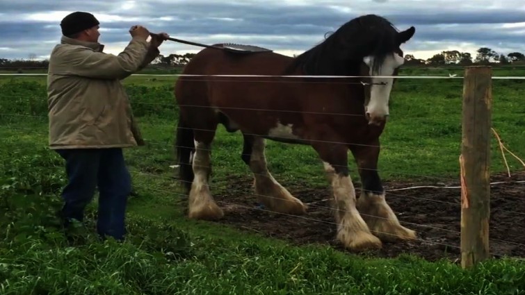 Horse enjoying scratching