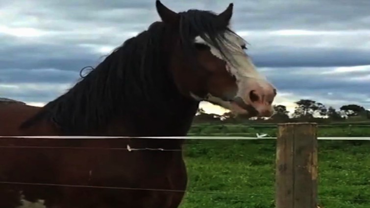 Happy horse getting groomed