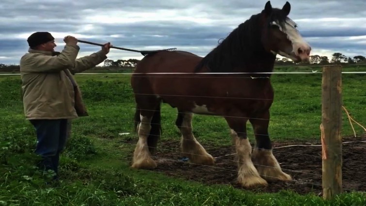 Horse enjoying favorite spot