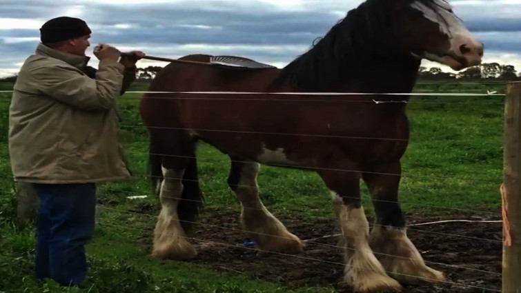 Horse showing gratitude