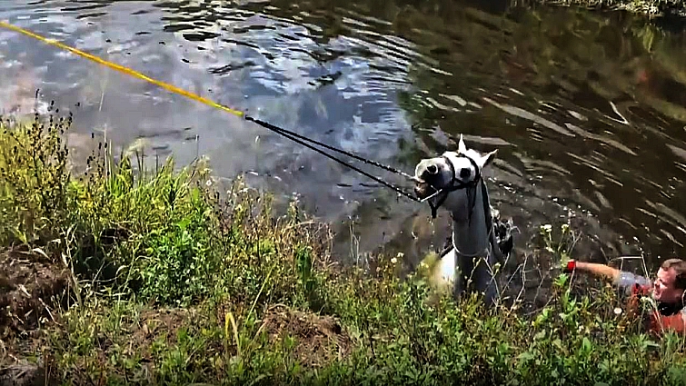 Horse rescue operation in South Florida canal