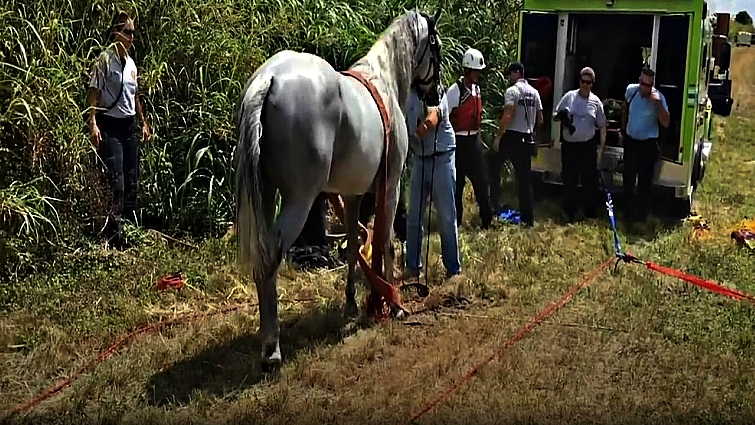 Rescued horse safe on dry land