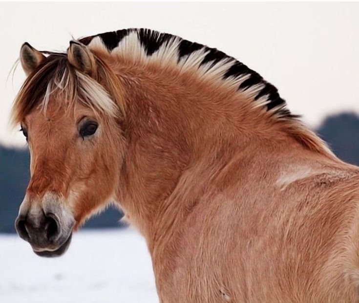 Norwegian Fjord Horse portrait