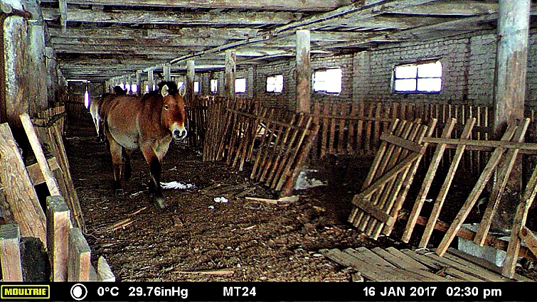 Przewalski's horses in Chernobyl Exclusion Zone
