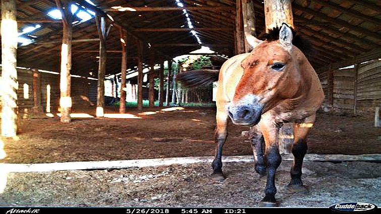 Przewalski's horses using abandoned structures for shelter