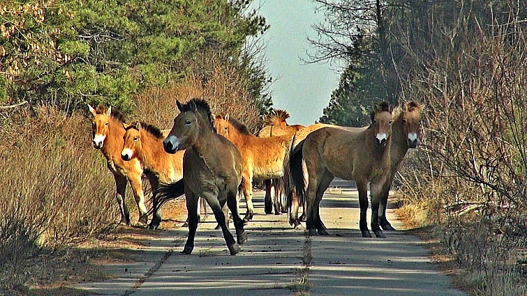 Przewalski's horse with distinctive coloring