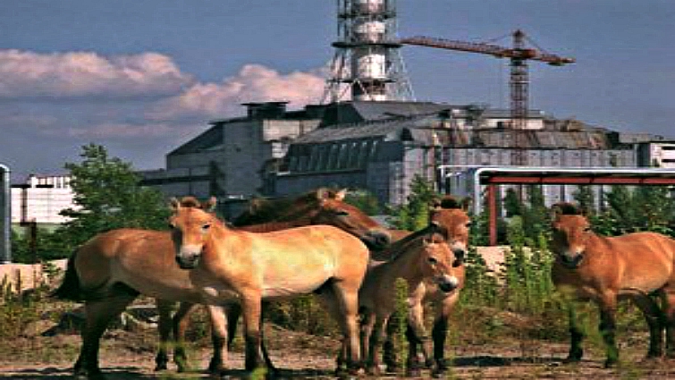 Przewalski's horses herd in Chernobyl zone
