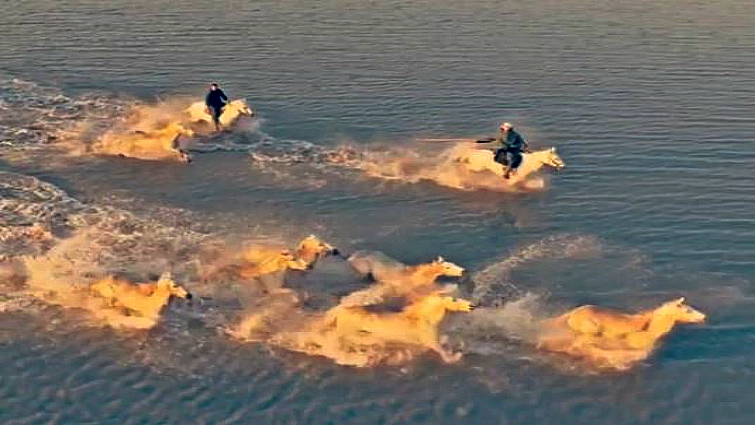 Camargue horses running in ocean waves