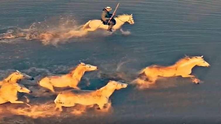 Camargue horses swimming in the sea