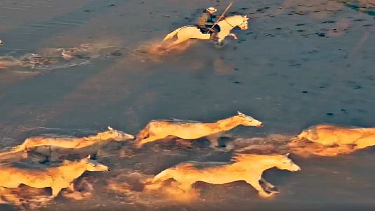 Herd of Camargue horses galloping together