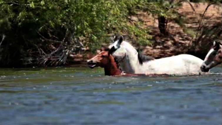 This image has an empty alt attribute; its file name is cham6.jpg